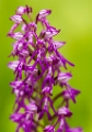 Aapjesorchis X Soldaatje (Hybride-orchis) 2013 - 01